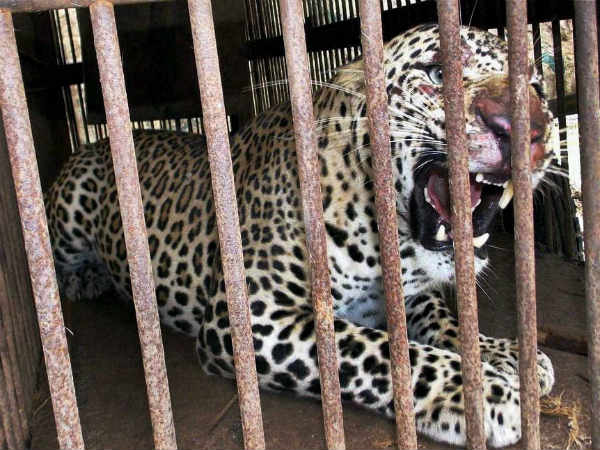 ಸಿಕ್ಕಿಬಿದ್ದ ಚಿರತೆ