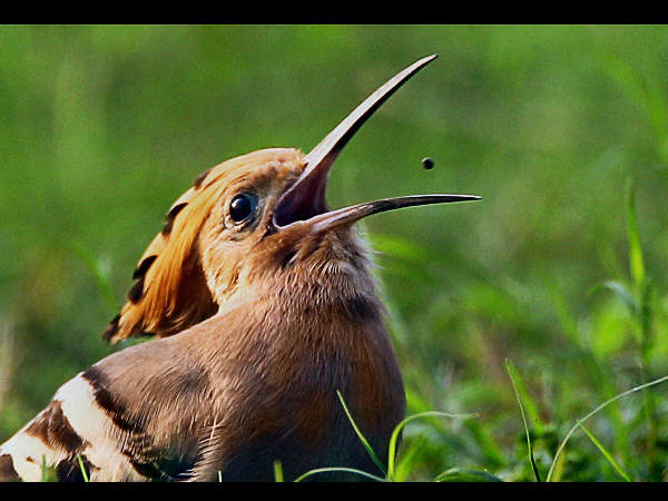 ಎಂಥಾ ಕ್ಯಾಚ್