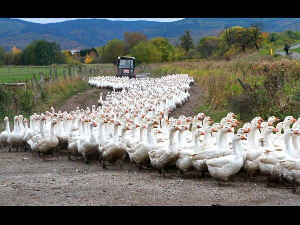 ಜರ್ಮನಿಯ ಬಾತು