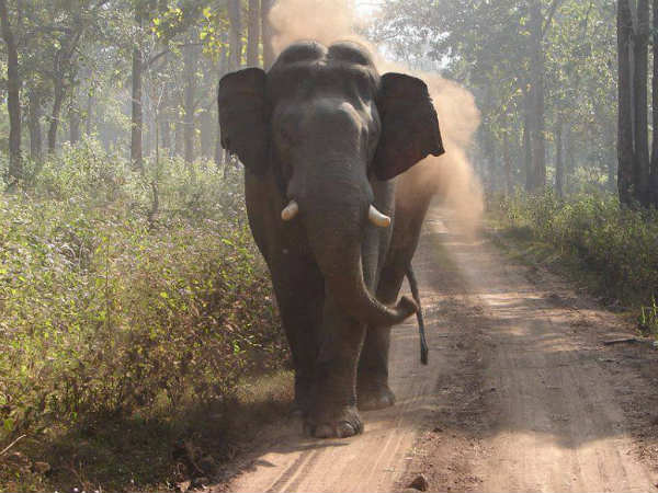 ಆನೆ ಹಾವಳಿಗೆ ಬೆಳೆ ನಾಶ