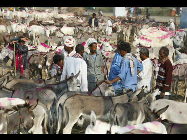 ಪುಷ್ಕರ್ ನ ಜಾನುವಾರು ಜಾತ್ರೆ