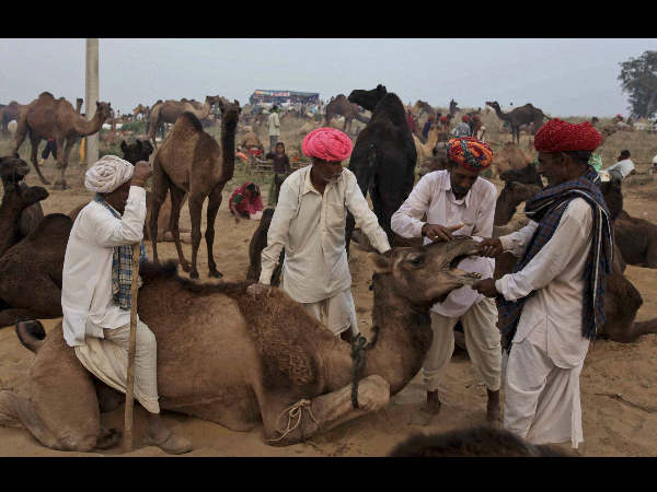 ಪುಷ್ಕರ್ ನ ಜಾನುವಾರು ಜಾತ್ರೆ
