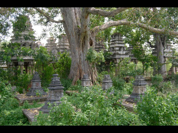 ದಿಕ್ಕಿಲ್ಲದ ಪರದೇಶಿಗಳಂತೆ ಪ್ರೇತಕಳೆ ತಳೆದಿವೆ