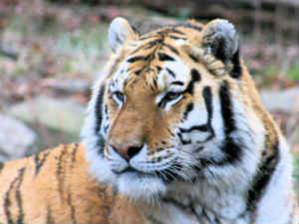 ಹುಣಸೂರಿನಲ್ಲಿ ಹುಲಿಗಣತಿ ಕಾರ್ಯ ಆರಂಭ