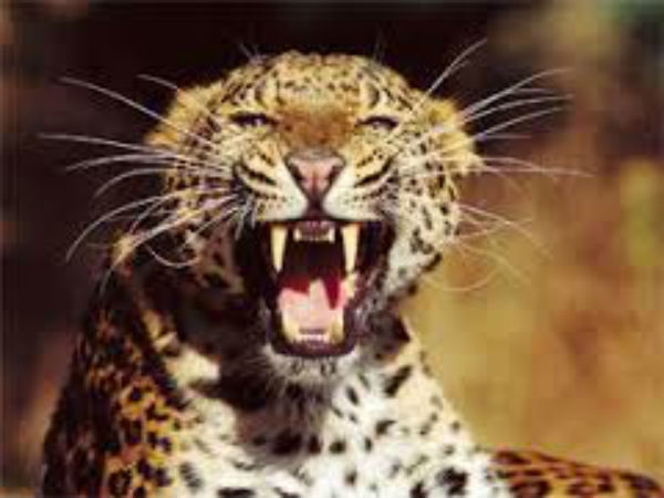 ಚಿರತೆ ಪ್ರತ್ಯಕ್ಷ