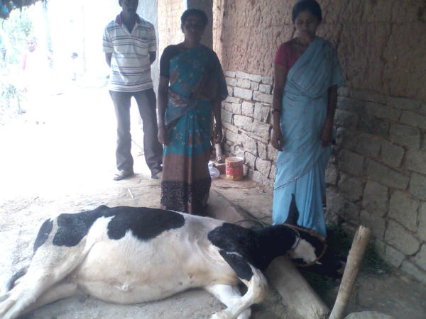 ರಾಮನಗರದಲ್ಲಿ ಮತ್ತೆ ಕಾಲುಬಾಯಿ ರೋಗ