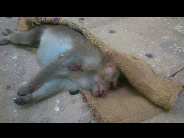 Bangalore techie Roopesh Kumar absconds after killing 2 monkeys,