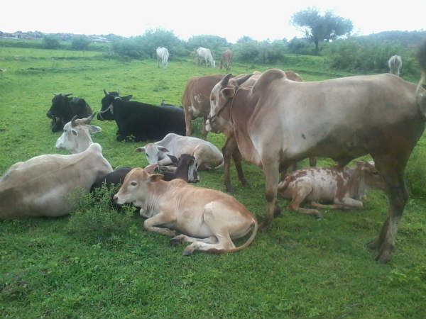 ಚಿತ್ರದುರ್ಗದಲ್ಲಿ ತೀವ್ರಗೊಂಡ ರೈತರ ಹೋರಾಟ