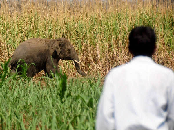 ಕಾಡಿಗೆ ಮರಳಿದ ಒಂಟಿ ಸಲಗ