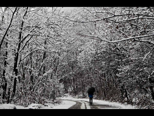 ಹಿಮ ಆವೃತ ಮರಗಳ ಹಾದಿಯಲ್ಲಿ
