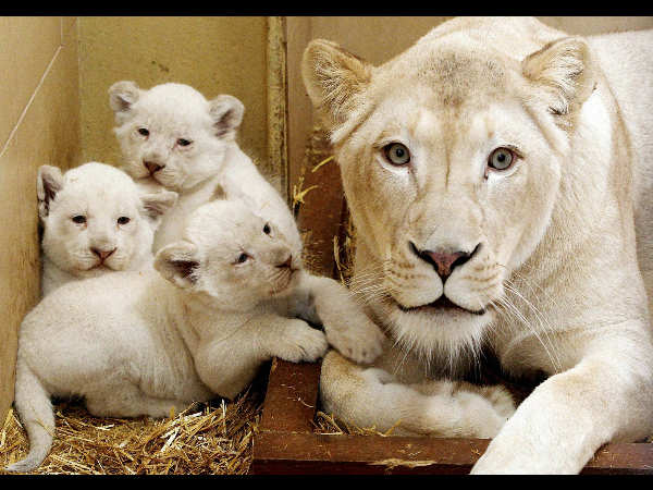 ಮೂರು ಮರಿಗಳೊಂದಿಗೆ ಸಿಂಹಿಣಿ