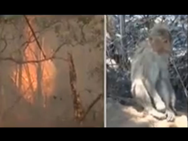 ಕರ್ನಾಟಕ ಅರಣ್ಯದಲ್ಲಿ ವನ್ಯಮೃಗಗಳಿಗೆ ರಕ್ಷಣೆ ಇಲ್ಲ