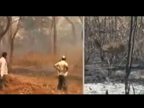 ಬಂಡೀಪುರ ಹೆಚ್ಚಿನ ಪ್ರಮಾಣದ ಉದ್ಯಾನದಲ್ಲಿ ನಾಶ