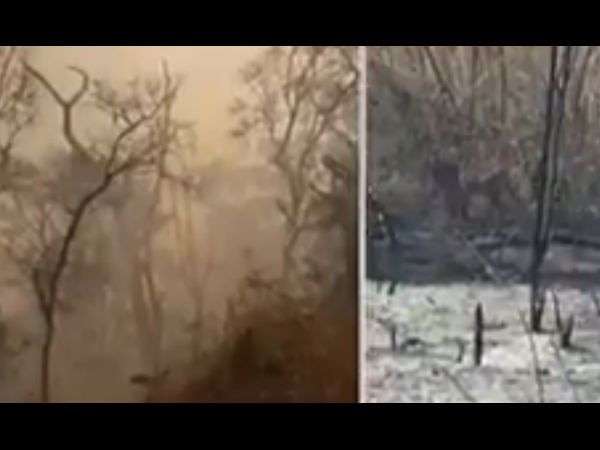 ವನ್ಯ ಜೀವಿಗಳನ್ನು ಕಳೆದುಕೊಳ್ಳುವ ದುರಂತ