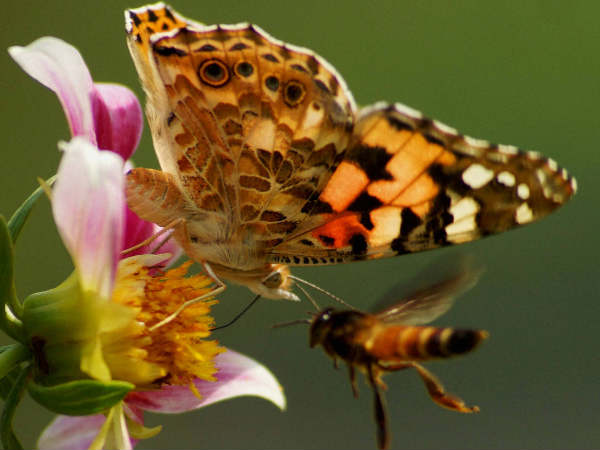 ನವದೆಹಲಿಯಲ್ಲಿ ಕಮಲ್ ಸಿಕ್ಕ ಕಮಾಲ್