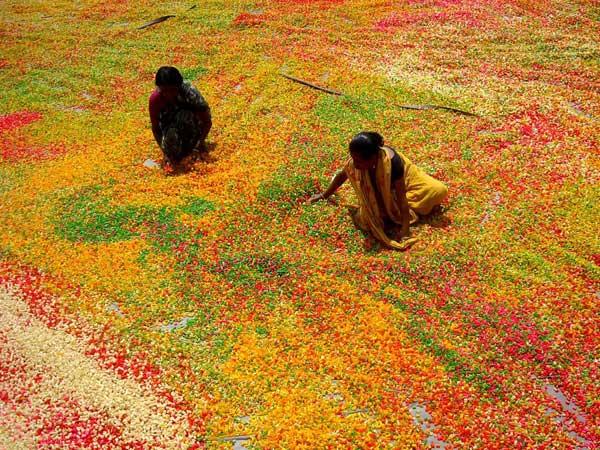 ಅಗರ್ತಲದಲ್ಲಿ ಹಪ್ಪಳ ಒಣಗಿಸುವುದು