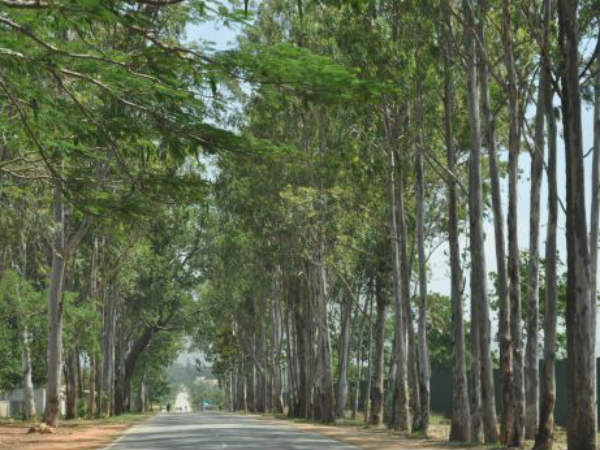 ನೀಲಗಿರಿಯನ್ನು ಸಂಪೂರ್ಣ ನಿಷೇಧಿಸಿ