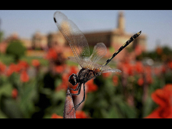 ರಾಷ್ಟ್ರಪತಿ ಭವನದ ಬಳಿ ಡ್ರ್ಯಾಗನ್ ಫ್ಲೈ