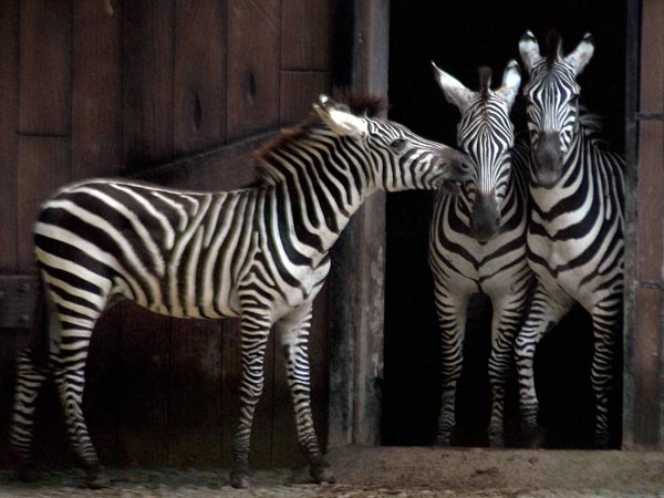 ಕೋಲ್ಕತ್ತಾ 'ಝೂ'ನಲ್ಲಿ ಕಂಡ ಜೀಬ್ರಾಗಳು