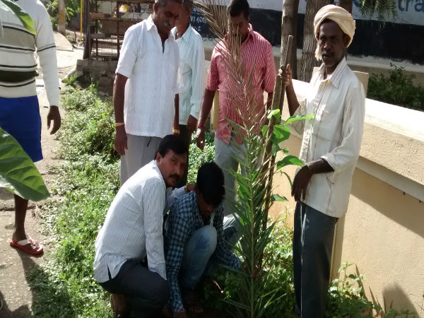  ಎಲ್ಲೆಲ್ಲಿ ಸಸಿಗಳನ್ನು ನೆಡಲಾಯಿತು: