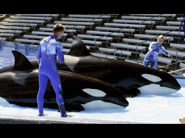 ಓರ್ಲಾಂಡೋದಿಂದ ಬಂದ ಕಿಲ್ಲರ್ ವೇಲ್