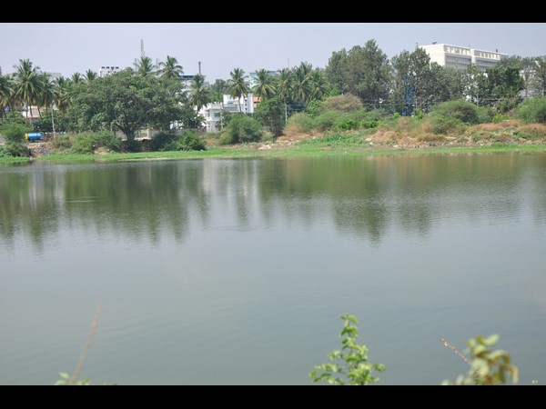 ಲೋನ್ ಪರ್ಪಲ್, ಗ್ರೇ ಹೆರಾನ್ ಪಕ್ಷಿಗಳು ಬರುತ್ತಿವೆ