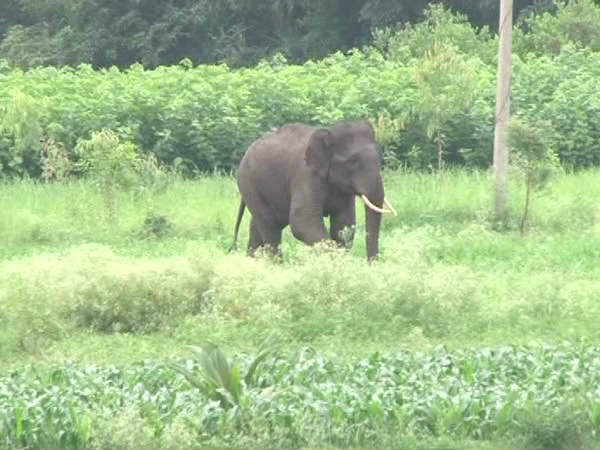 ಕಾಡಾನೆಗಳ ಹಾವಳಿಯಿಂದ ನಷ್ಟ