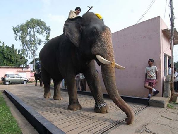 ದಸರಾ ಉತ್ಸವಕ್ಕೆ ಅಭಿಮನ್ಯು ಹಳಬ