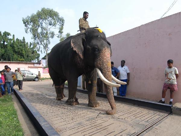 13 ವರ್ಷ ಅಂಬಾರಿ ಹೊತ್ತ ಬಲರಾಮ