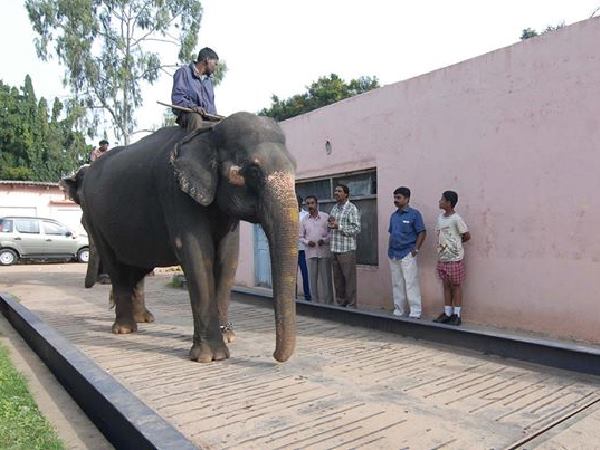 10 ಬಾರಿ ದಸರಾದಲ್ಲಿ ಪಾಲ್ಗೊಂಡಿದೆ ಮೇರಿ