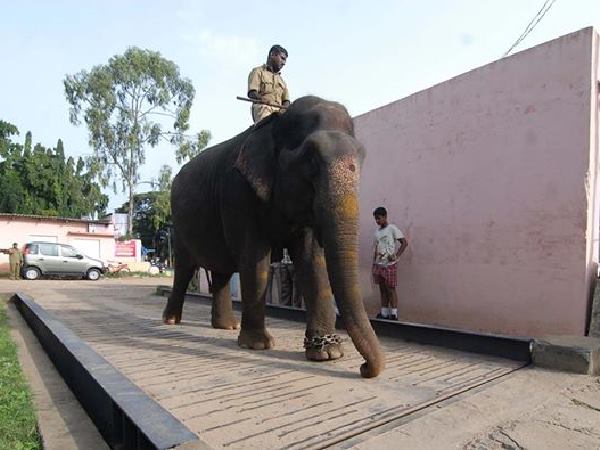 ಒಂಭತ್ತನೆ ಬಾರಿ ದಸರಾಕ್ಕೆ ಬಂದಳು ವರಲಕ್ಷ್ಮಿ