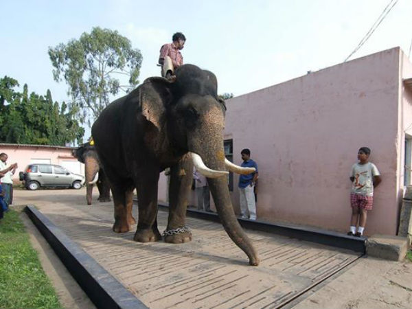 ಮೈಸೂರು ದಸರಾ ಗಜೇಂದ್ರನಿಗೆ ಹಳೆಯದು