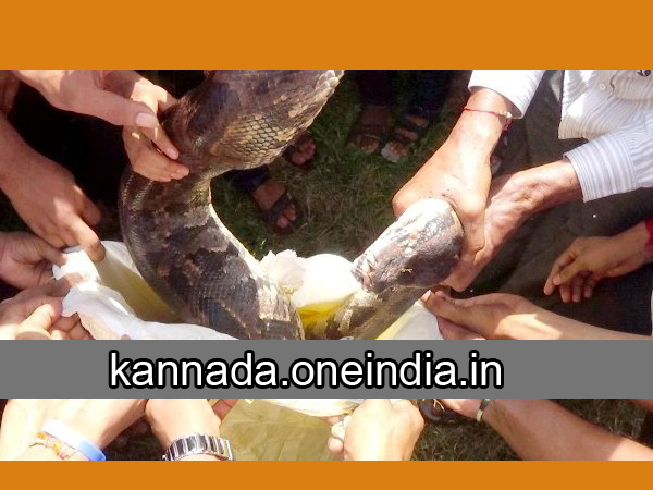 ಹಾವು ಹಿಡಿದು ವಿದ್ಯಾರ್ಥಿಗಳ ಸಂಭ್ರಮ