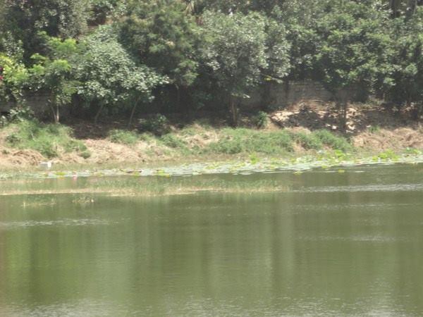 ಬೆಳೆಯಲಿವೆ ಹಣ್ಣಿನ ಗಿಡಗಳು