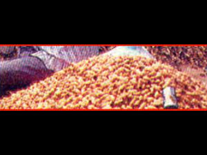 Two days Basavanagudi groundnut fare from 10 Dec 2001 Two days Basavanagudi groundnut fare from 10 Dec 2001