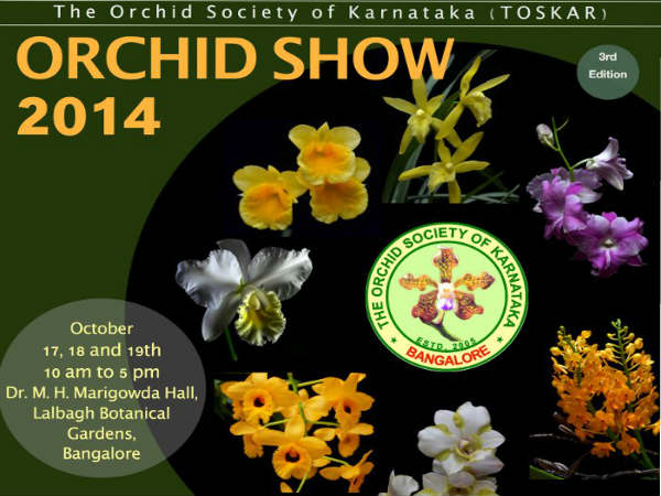 Orchid Orchid
