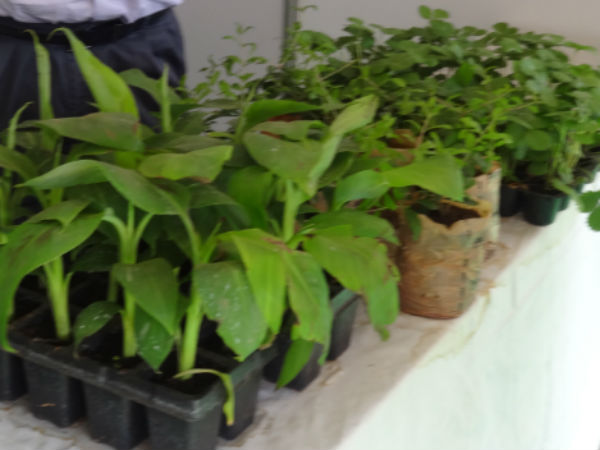 ಸಸ್ಯಗಳ ಮಾರಾಟ