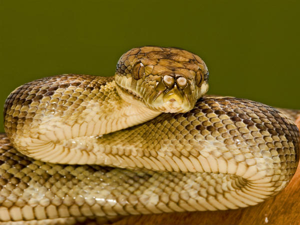 ಜೀವ ಜಂತುಗಳಿಂದ ಮಾನವರಿಗೆ ಅಪಾಯವಿದೆ