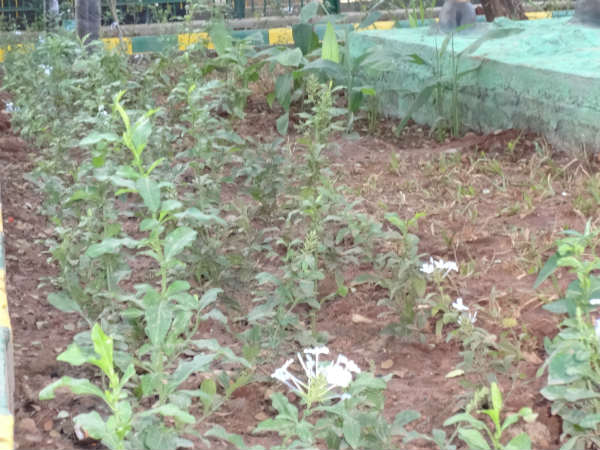 ಗಿಡಮೂಲಿಕೆಗಳ ಆಗರ