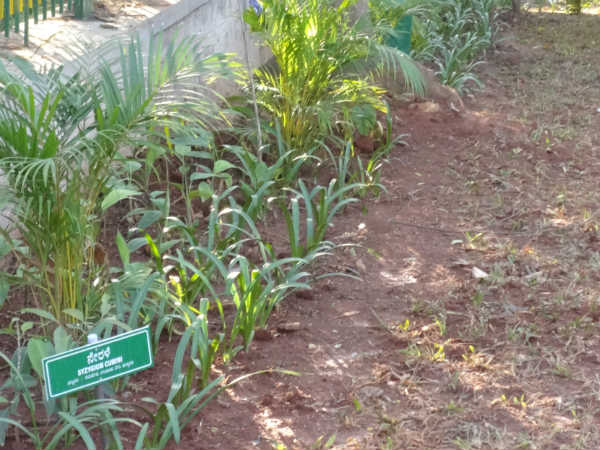 ಯಡಿಯೂರು ವಾರ್ಡ್ ಅಭಿವೃದ್ಧಿ ಪರ್ವ