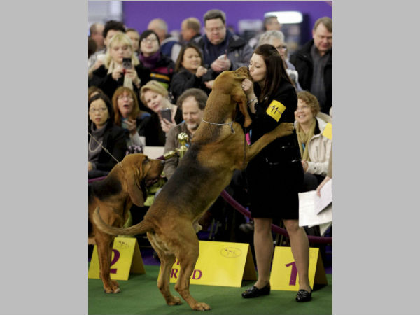 ನಾಯಿ ಮುದ್ದು