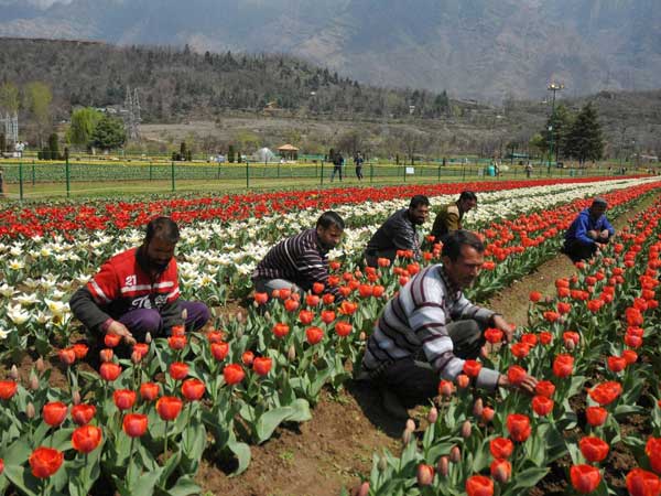 ಶ್ರೀನಗರದ ಹೂದೋಟ ಚೆಂದ ಹೆಚ್ಚಿಸಿದ ಕಾರ್ಮಿಕರು ಶ್ರೀನಗರದ ಹೂದೋಟ ಚೆಂದ ಹೆಚ್ಚಿಸಿದ ಕಾರ್ಮಿಕರು
