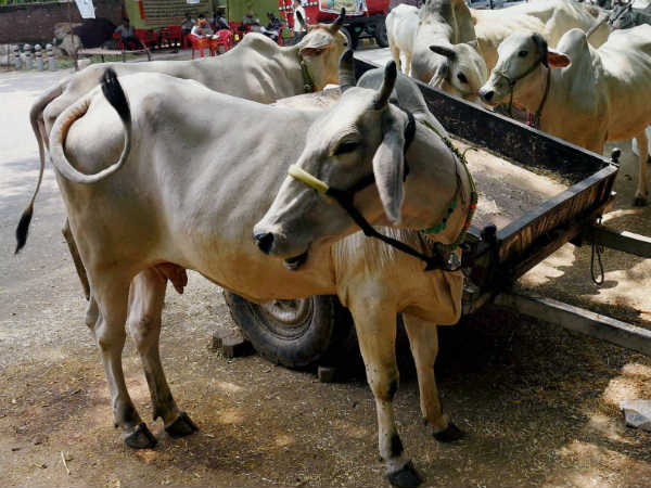 If you ban cow slaughter, ban everything
