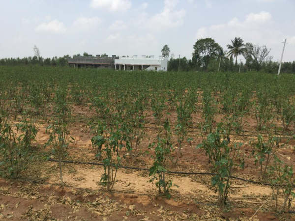 ಮಾವಳ್ಳಿಯಲ್ಲಿ ಅಪಾರ ಪ್ರಮಾಣದ ಹಾನಿ