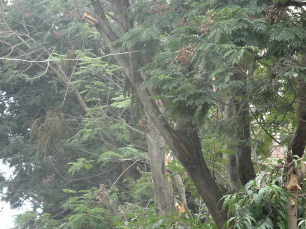 ಇದೊಂದೇ ಮರ ಅಲ್ಲ 