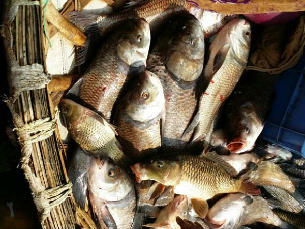 ಮೀನು ಹಿಡಿದ ಮಾಜಿ ಮೇಯರ್ 