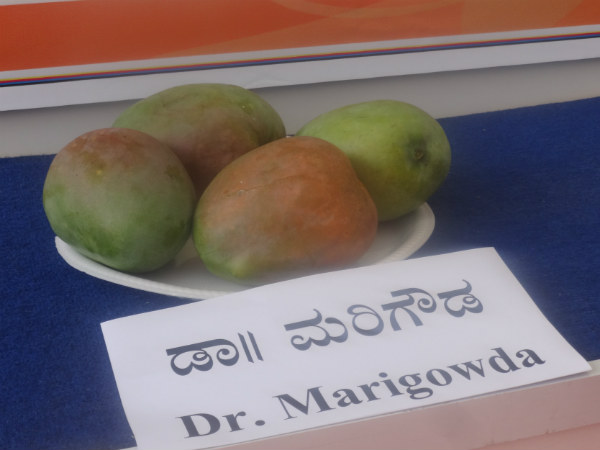 ಡಾ. ಮರಿಗೌಡ