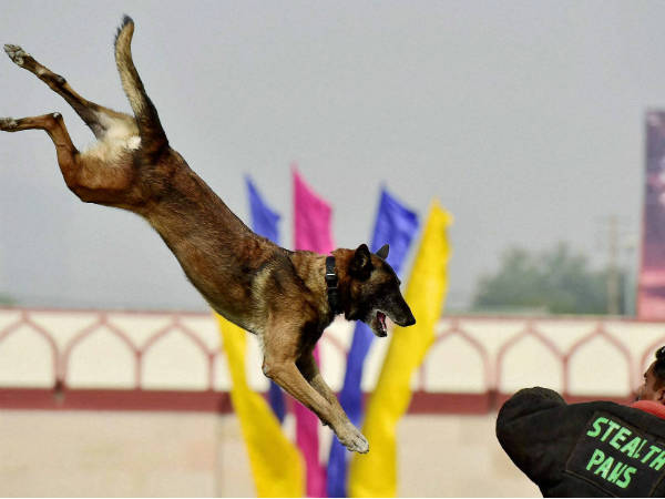What Indian Army does when dog retires or unfit to serve