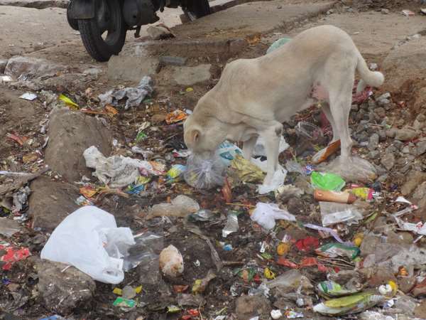 ದುರ್ವಾಸನೆ ಇಲ್ಲವೇ?