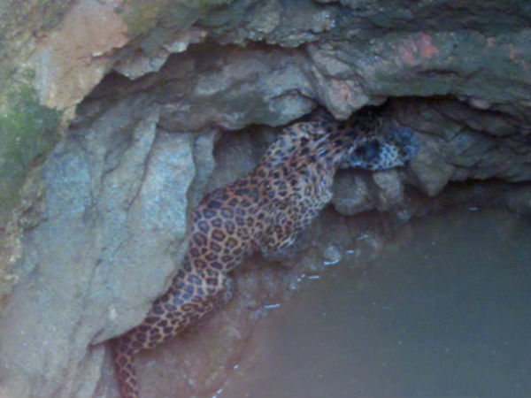 leopard leopard